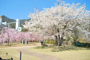 20140402 桜情報③　春爛漫♪-5